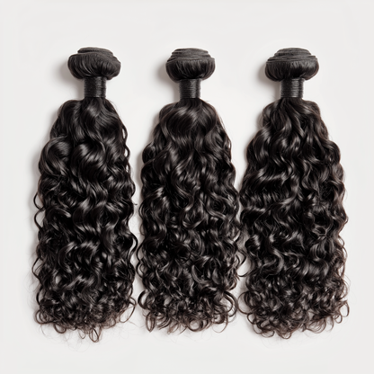 VIRGIN Burmese Curly
